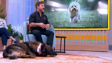 O seu cão ingeriu algo no exterior? Saiba quais os sinais a que deve estar alerta