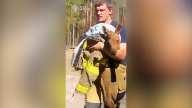 O momento emocionante em que bombeiros resgatam alce bebé durante incêndio em Chernobyl