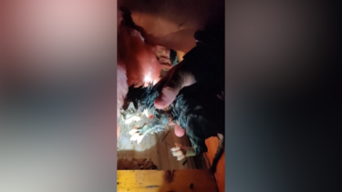 O resgate de um gato preso nos escombros após passagem de tornado no Mississippi