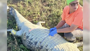 Anel encontrado dentro de crocodilo levou autoridades a associar os restos mortais a Gabriel Batista