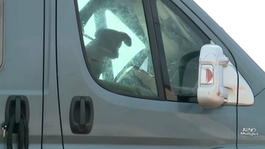 Carrinha estacionada há semanas com cerca de 20 cães no interior preocupa moradores em Santa Cruz