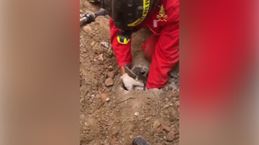 Bombeiros resgatam cabrita presa em tubo subterrâneo em Itália