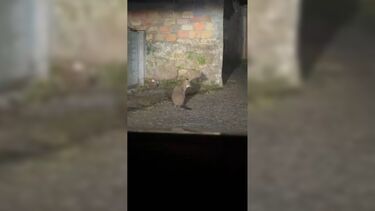 Continuam as buscas pelo Canguru desaparecido em Viana do Castelo 