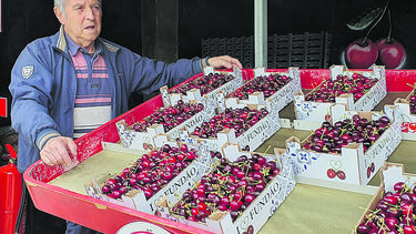 Cereja com quebra de produção até 80%
