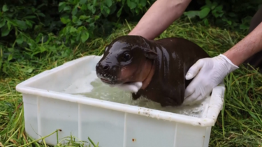Hipopótamo bebé toma primeiro banho ao ar livre no Zoo de Berlim