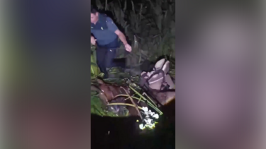 Homem e cavalo resgatados após ficarem presos em zona pantanosa em Espanha