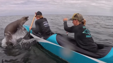 O momento em que leão-marinho salta por cima de canoa durante corrida na Califórnia