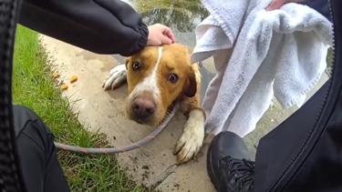 Cadela é resgatada após ficar presa num lago em campo de golfe nos EUA 