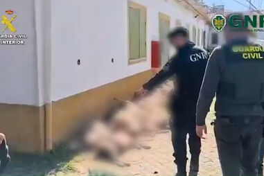 Três detidos em operação da GNR e Guardia Civil em Espanha por roubo de gado para Portugal