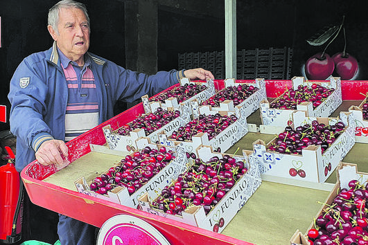 Cereja com quebra de produção até 80%
