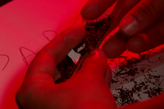 Folhas com droga e telemóveis apreendidos na cadeia de Coimbra