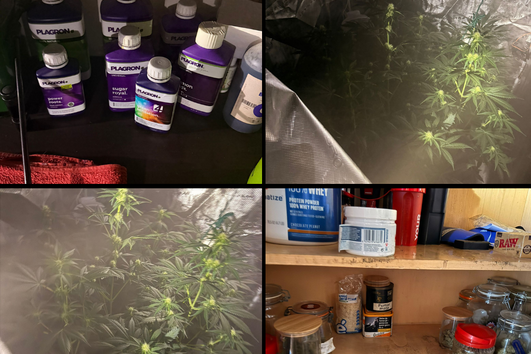 Plantas foram apreendidas pela PSP