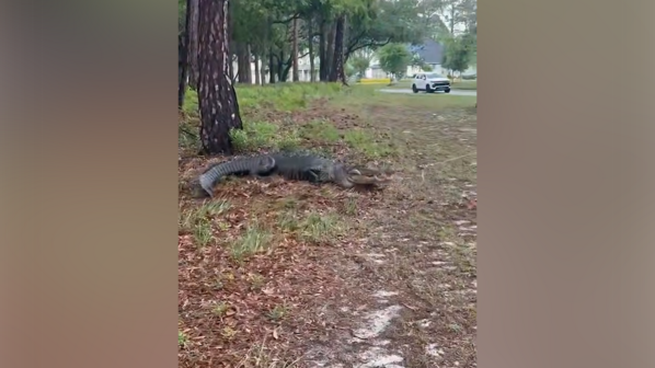 Autoridades capturam crocodilo com mais de três metros junto a zona residencial na Carolina do Norte