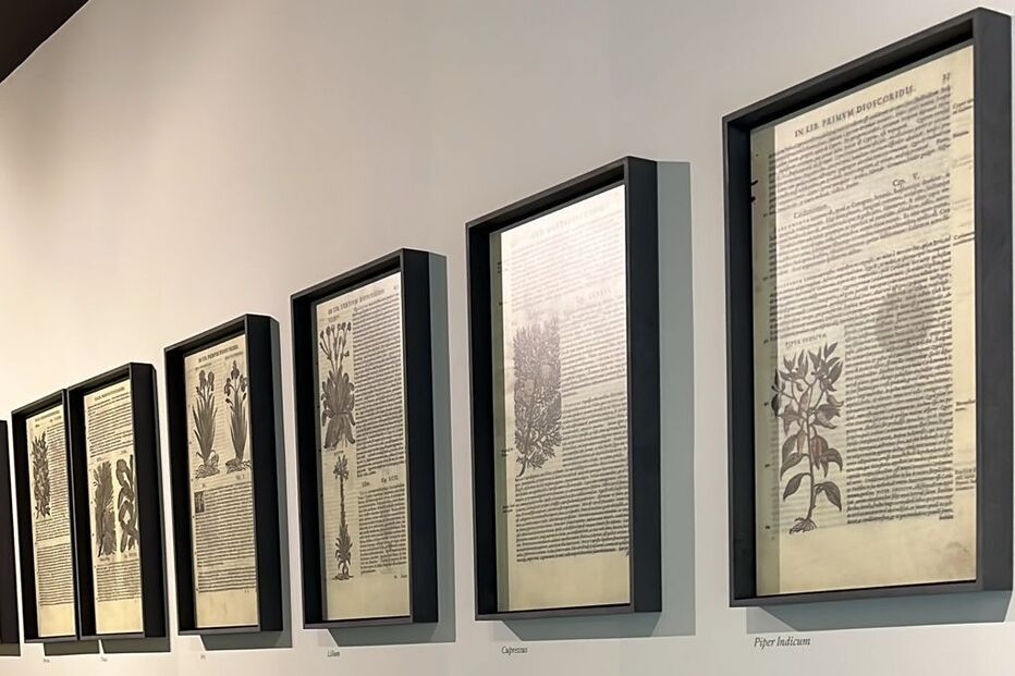 Exposição de excertos d'Os Lusíadas e imagens botânicas
