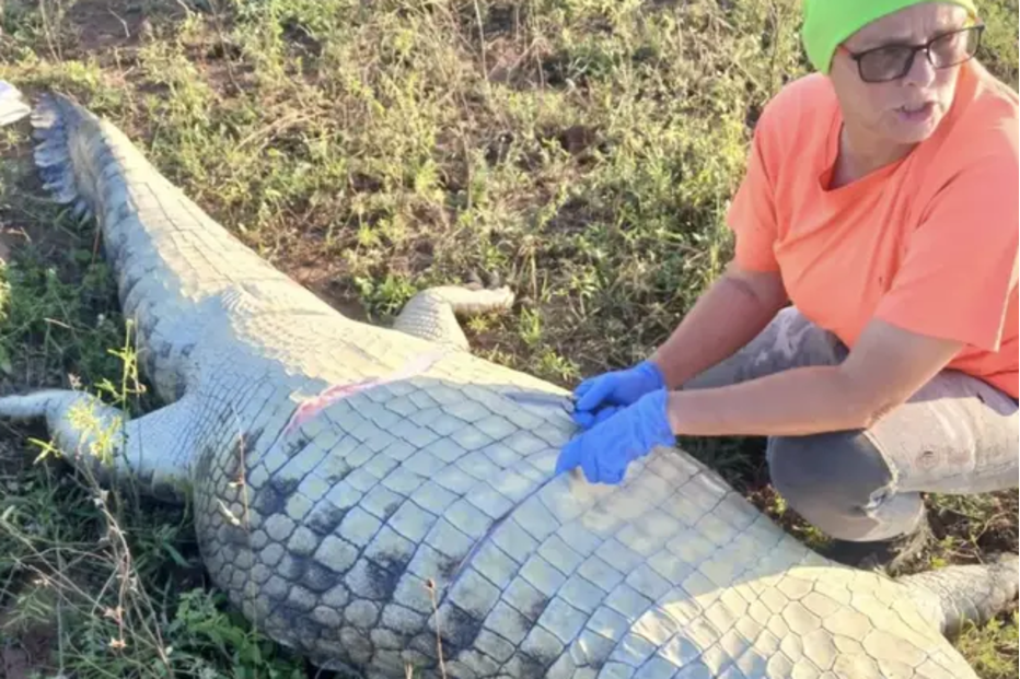 Crocodilo contém corpo de Gabriel Batista, empresário português desaparecido no rio Komati