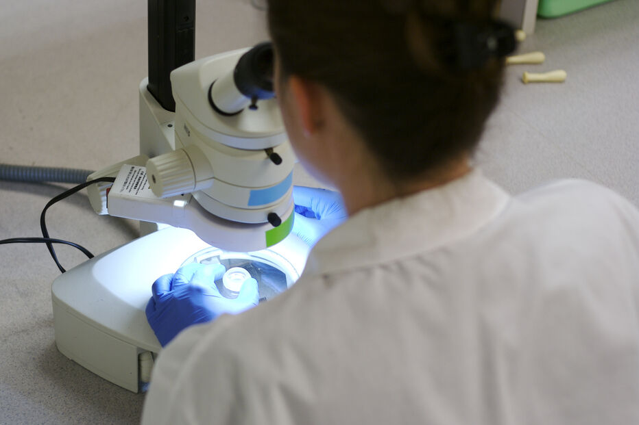 Investigadores estudam como o organismo adormece o cancro no fígado. Ana Luísa Correia participa