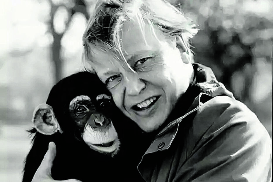 David Attenborough celebra um século de dedicação à vida selvagem.
