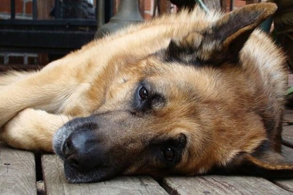 Cão pode ter vida prolongada com novo remédio aprovado nos EUA