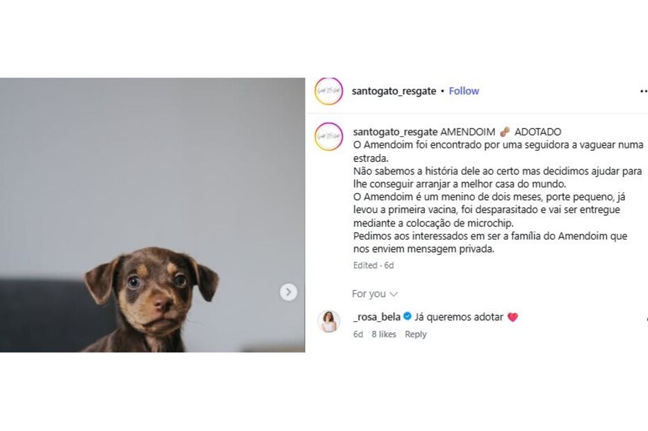 Rosa Bela sobre cão