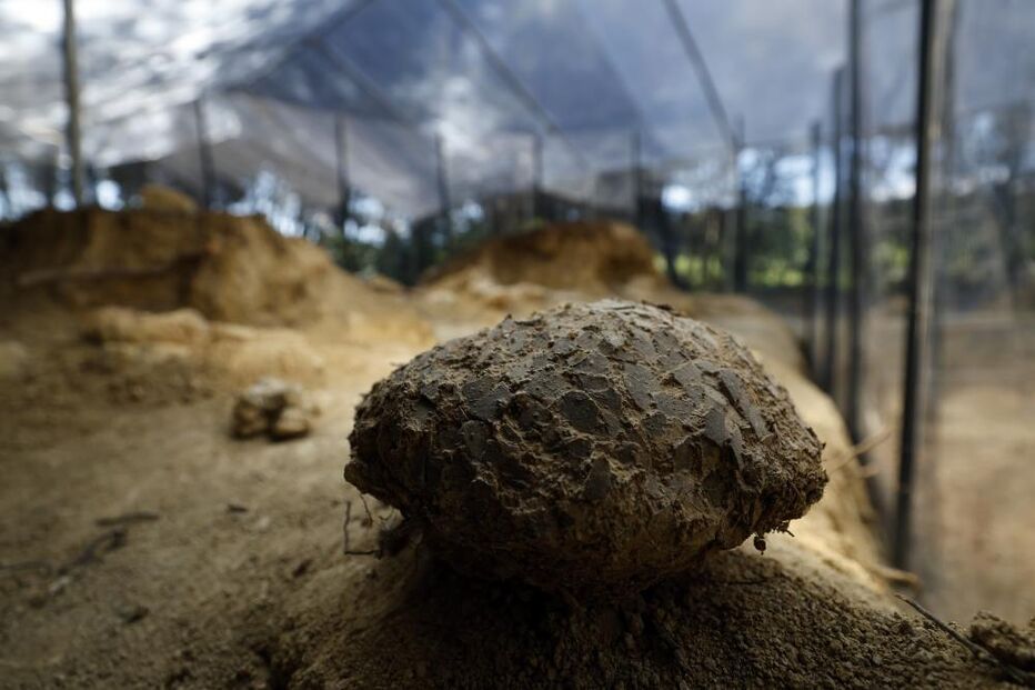 Ovos de dinossauros  com mais de 72 milhões de anos descobertos por  Alain Cabot,