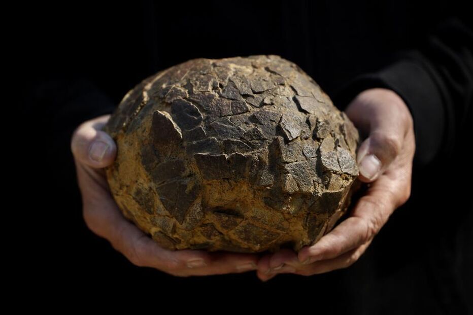 Ovos de dinossauros  com mais de 72 milhões de anos descobertos por  Alain Cabot,
