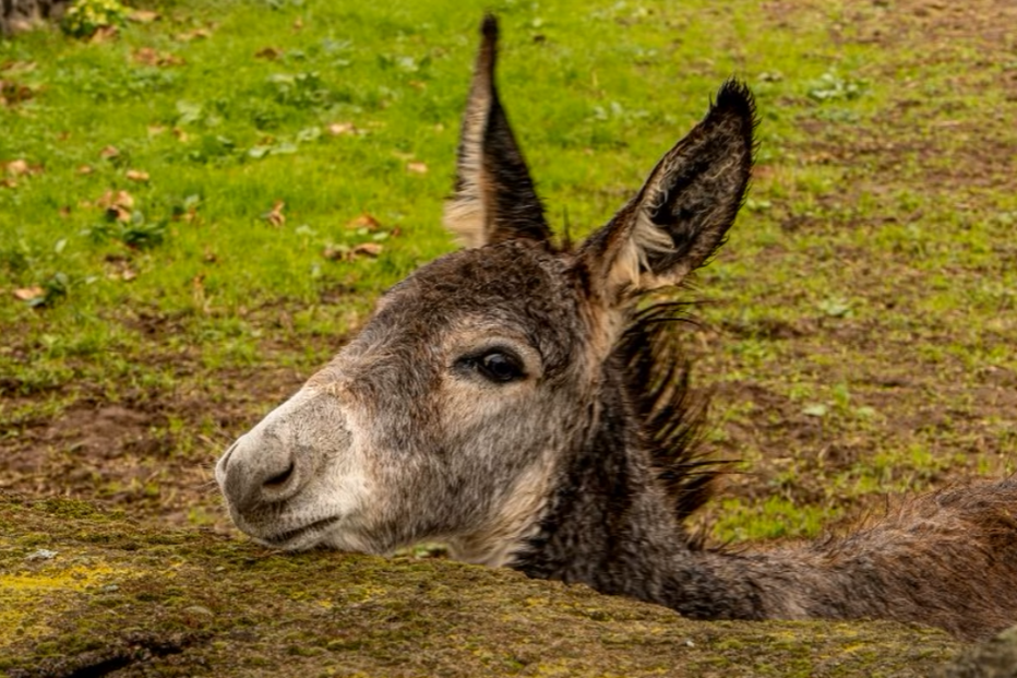 Burro anão da Graciosa corre risco de extinção, com 127 animais registados nos Açores