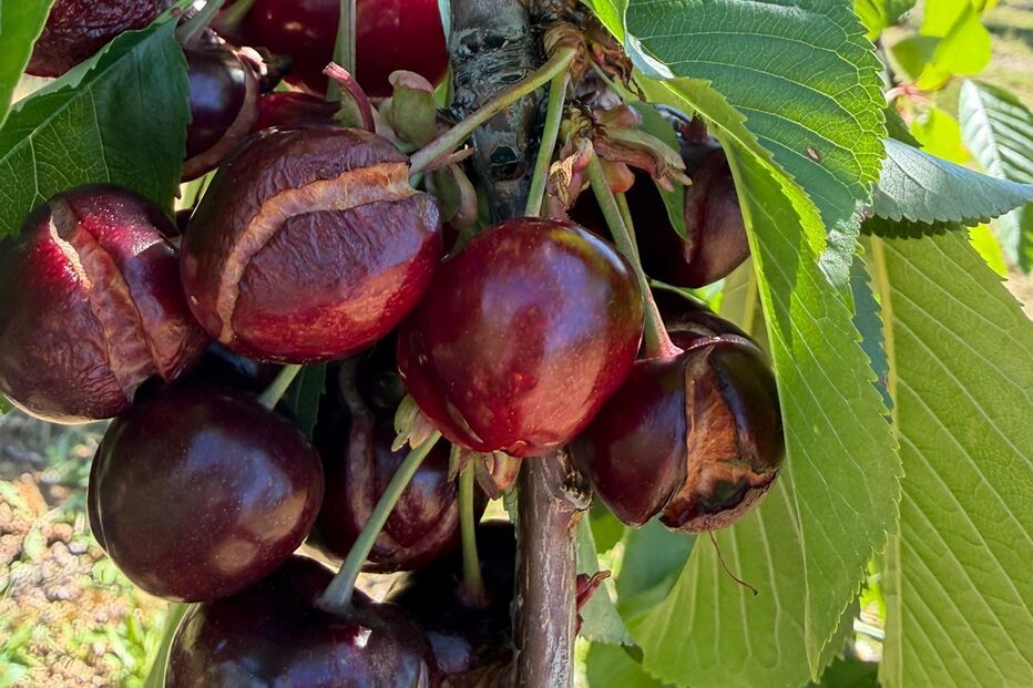 Mau tempo prejudica colheita da cereja em Trás-os-Montes