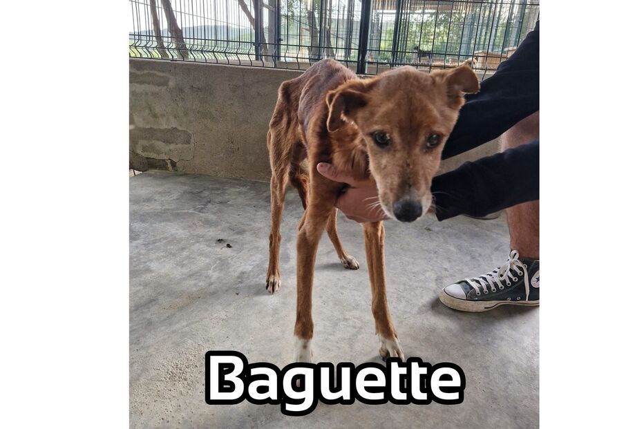 Baguette, cão adotado por Rita Salema, recupera após internamento por colite ulcerosa
