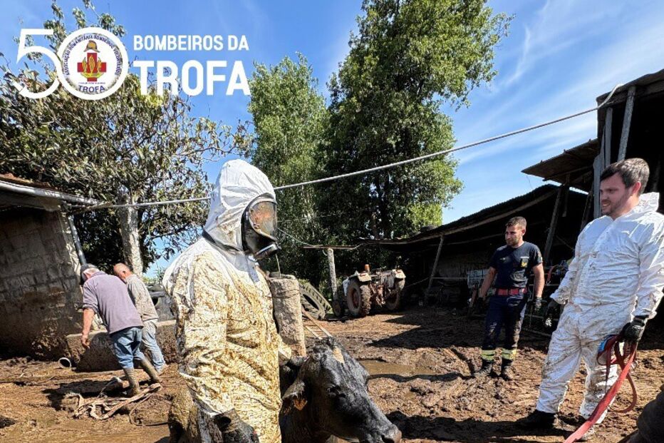 Bombeiros da Trofa resgatam vaca de poço. Operação complexa tem sucesso