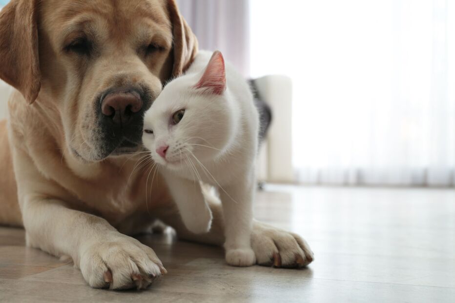 Os cães e gatos também fazem luto? Descubra como a perda de um companheiro pode impactar os outros animais da casa