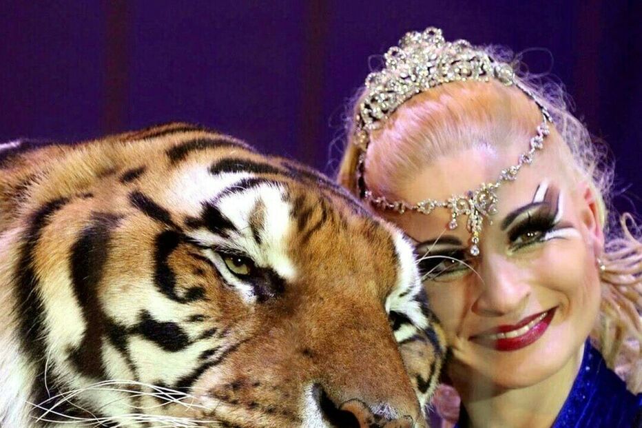 Tigre foge na Alemanha, ataca homem perto de Leipzig e é abatido