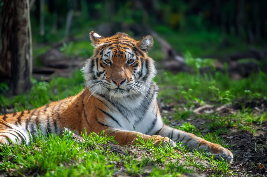 Tragédia na Alemanha. Tigre da 