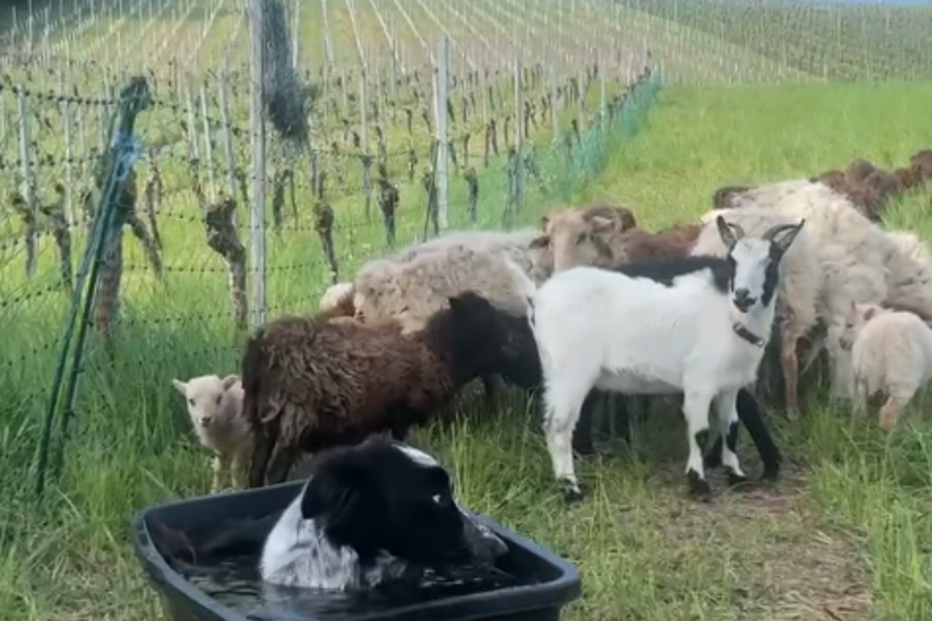 Este Border Collie invadiu o bebedouro das cabras. E a reação dos animais tornou-se viral
