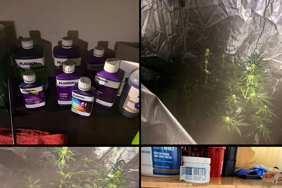 Plantas foram apreendidas pela PSP