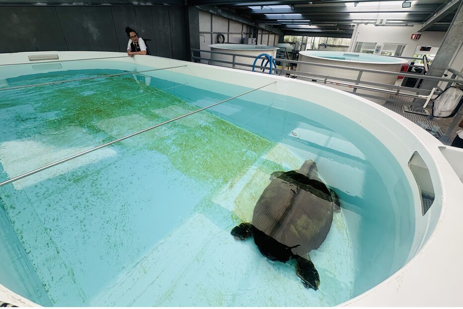 Uma tartaruga nada numa piscina num centro de reabilitação