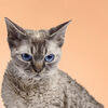 <![CDATA[ À procura de um gato 'compacto'? Conheça 5 das raças mais pequenas do planeta ]]>