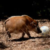 <![CDATA[ Animais do jardim zoológico de Brookfield 'prepara
