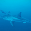 <![CDATA[ Imagens raras mostram tubarão-branco no Mar Medite