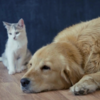 <![CDATA[ Como manter os animais de estimação frescos e qual a melhor altura para passeios exteriores durante períodos de maior calor ]]>