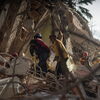 <![CDATA[ Já são 100 os portugueses e lusodescendentes que morreram nos sismos na Venezuela ]]>