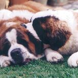 Candidato ideal terá de passear, alimentar e mimar os dois cães da casa, assumindo o controlo total do lar e dos animais sempre que os proprietários estiverem fora em viagem