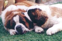 Família paga 60 mil euros por ano para passear dois cães no Reino Unido