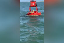 De passagem pelo Algarve: Foca-comum do Mar do Norte avistada na Ria Formosa