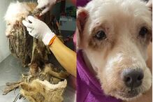 scooby-poodle-resgatado-3kg-quilos-de-pelo-raspado.jpg