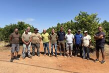 Furtos de toneladas de laranjas preocupam produtores do concelho de Silves