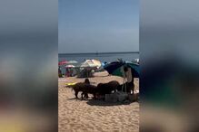 Imagens mostram javalis a invadir praia do Portinho da Arrábida para roubar comida aos banhistas