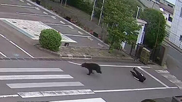 O momento em que urso persegue homem, empurra-o e acaba por fugir em plena rua no Japão