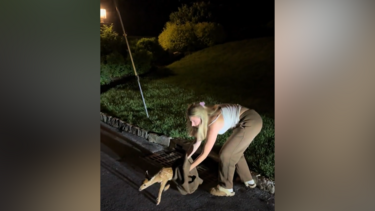 Bebé veado recusa afastar-se da mulher que o resgatou de esgoto nos EUA