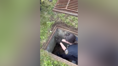 Polícia de Nova Iorque resgata patos bebés presos num esgoto e reúne-os com a mãe