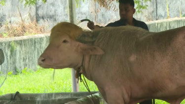 “Donald Trump”, o búfalo albino com cabelo dourado, faz sucesso em zoo no Bangladesh